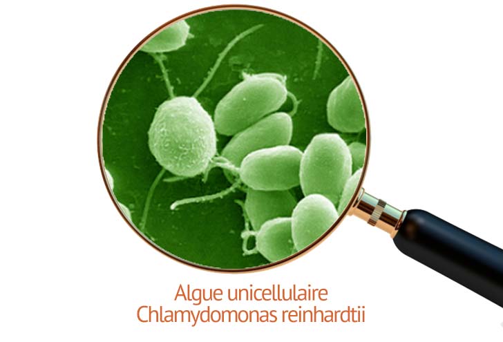 algue Chlamydomonas reinhardtii ed laquelle est issue la protéine channelrhodopsine 2