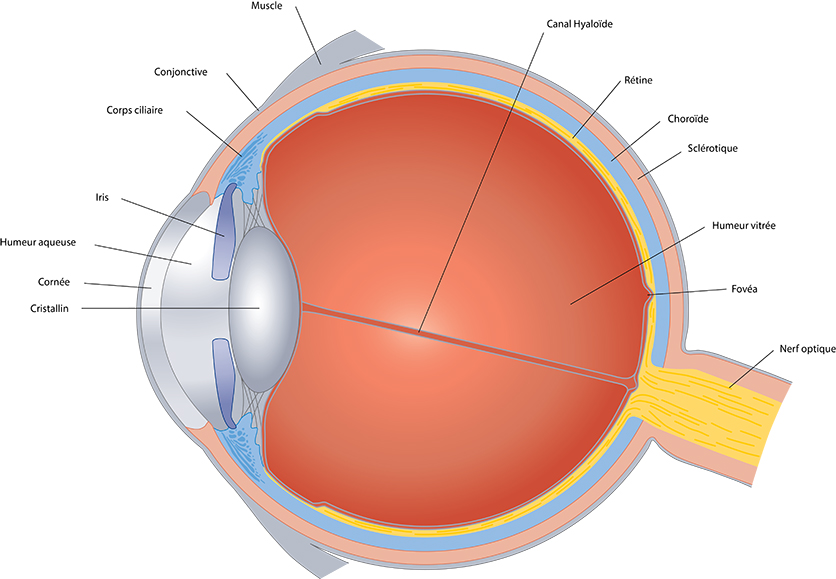 Shéma de présentation de l'anatomie de l'oeil humain.