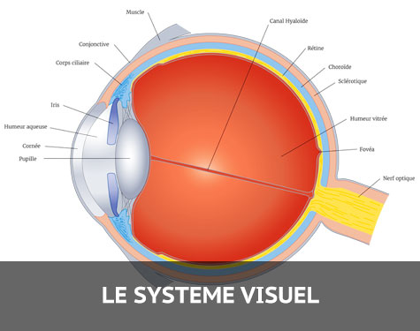 Système visuel